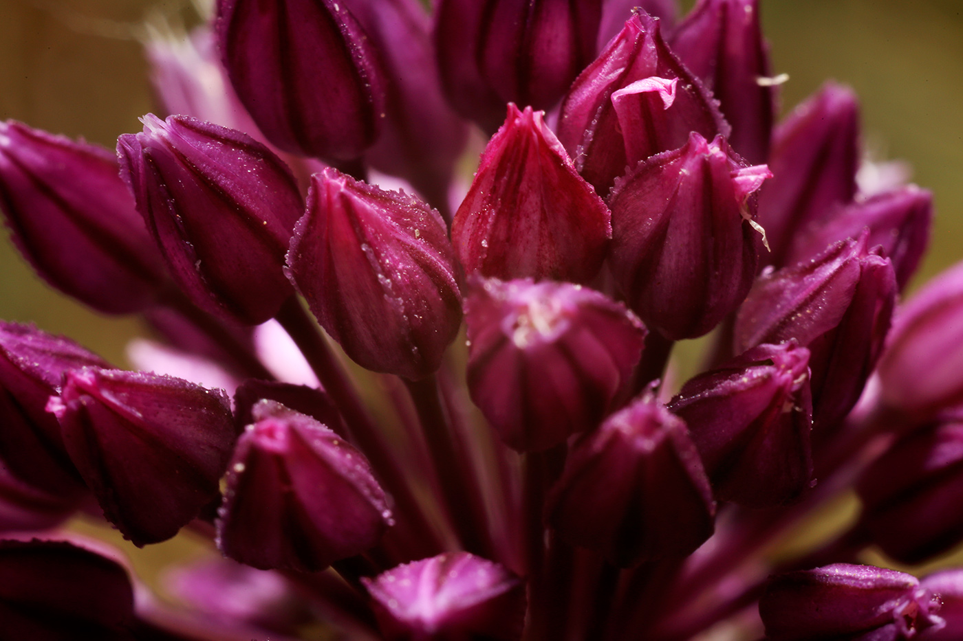 Image of Allium rotundum specimen.