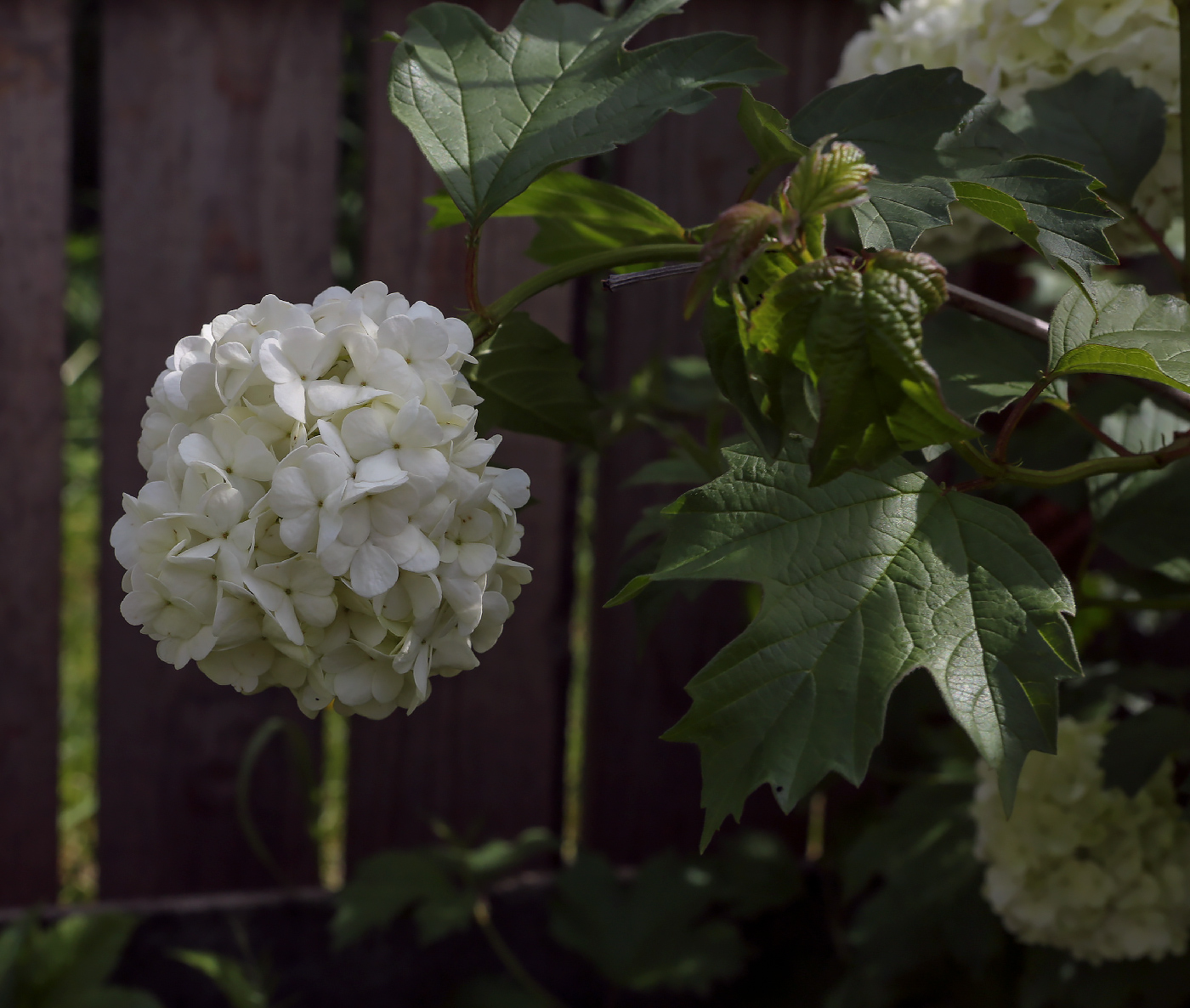 Image of Viburnum opulus f. roseum specimen.