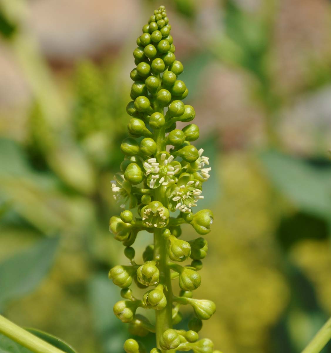 Изображение особи Phytolacca pruinosa.