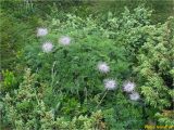 Pulsatilla scherfelii. Плодоносящие растения. Украина, Ивано-Франковская обл., Украинские Карпаты, хребет Черногора, южный склон горы Пожежевская, 1800 м н.у.м., субальпийский луг. 27.06.2019.