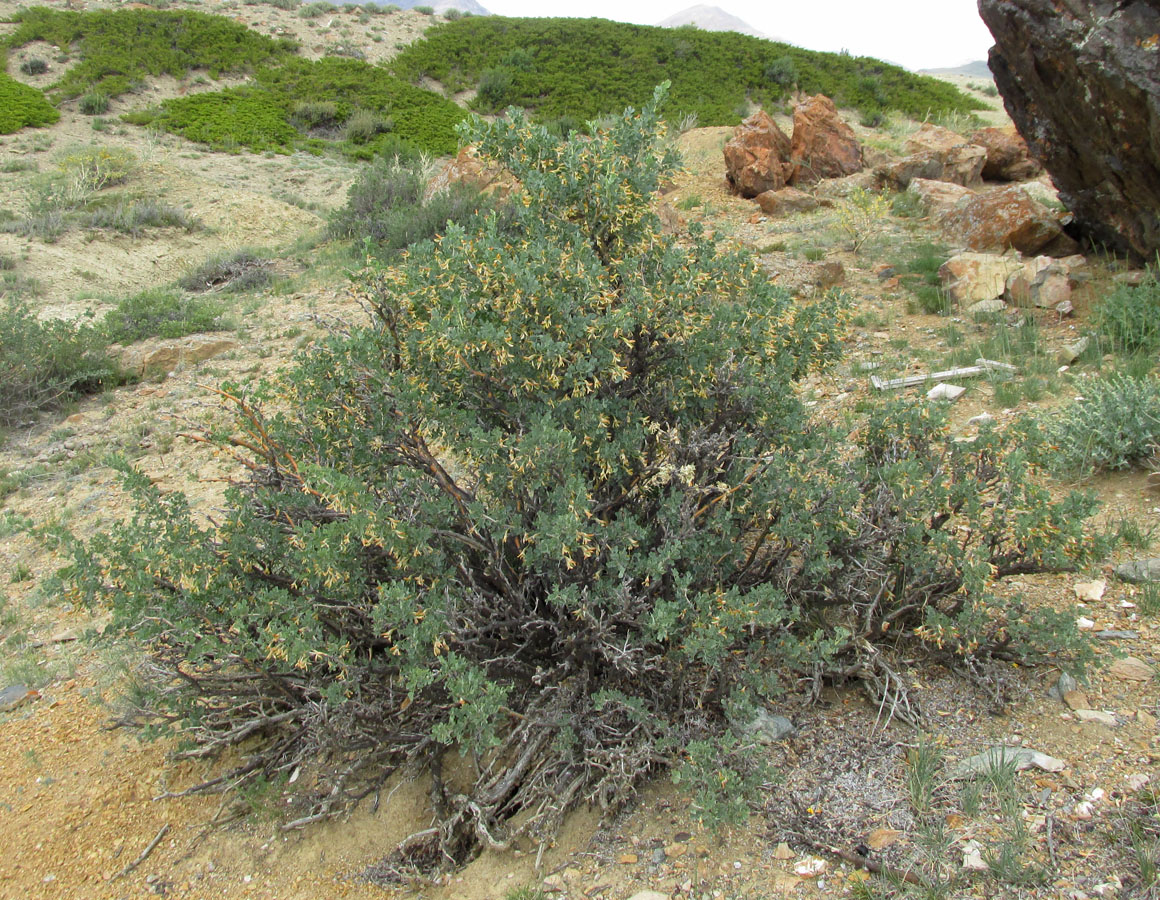 Image of Caragana bungei specimen.