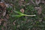 Colchicum speciosum