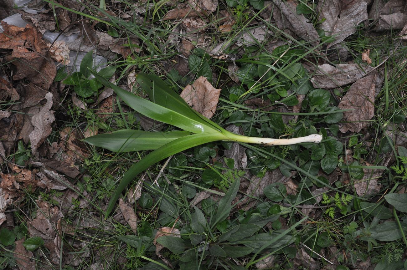 Image of Colchicum speciosum specimen.