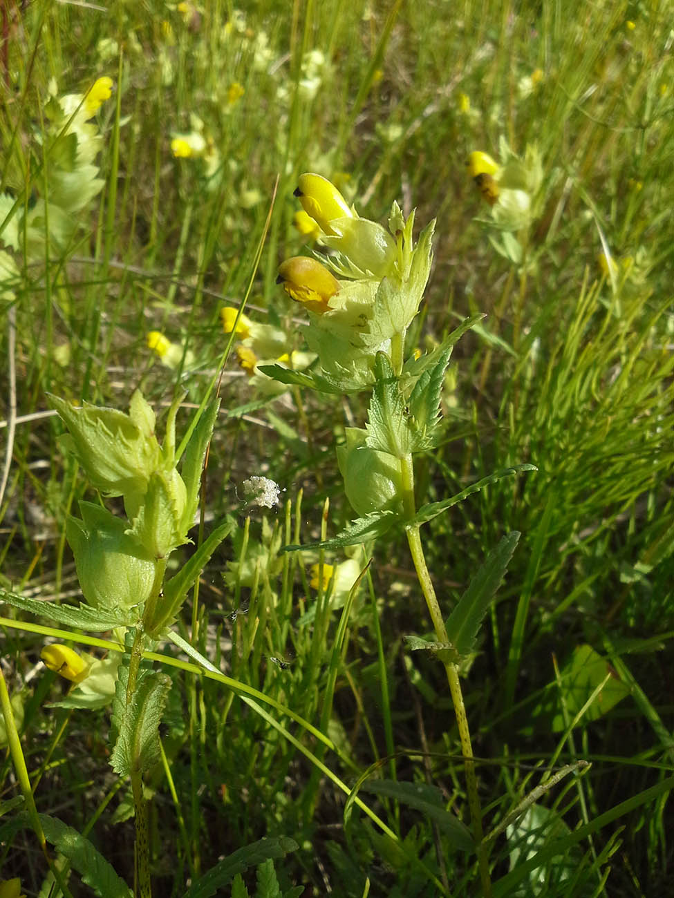 Изображение особи Rhinanthus vernalis.