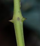 Caesalpinia spinosa
