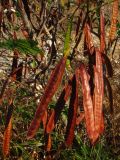 Leucaena leucocephala