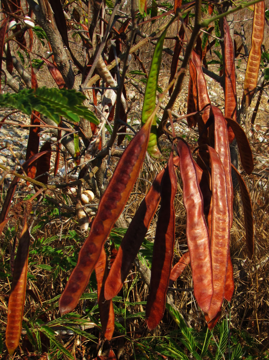 Изображение особи Leucaena leucocephala.