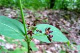 Vincetoxicum scandens