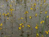 Utricularia australis. Цветущие растения в водоёме. Нидерланды, Гронинген, стоячий водоём в зелёной зоне на окраине города. 22.07.2010.
