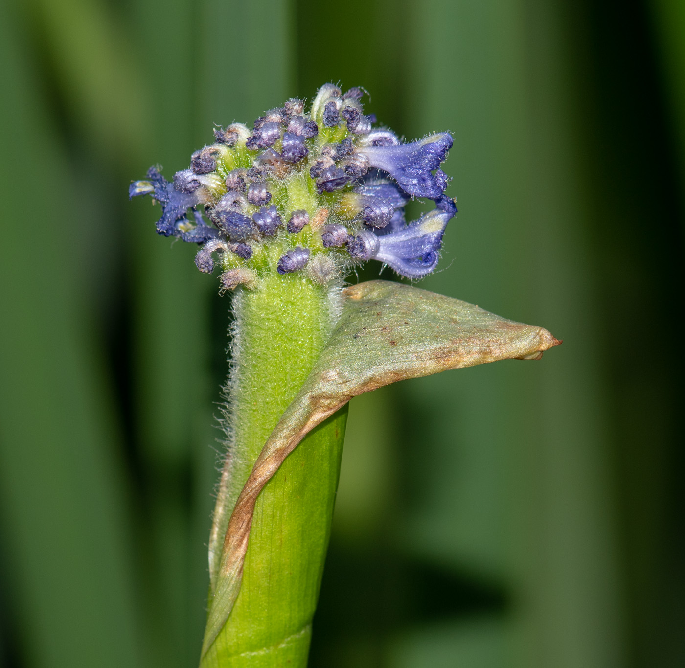 Image of Pontederia cordata specimen.