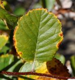 Sorbus aria