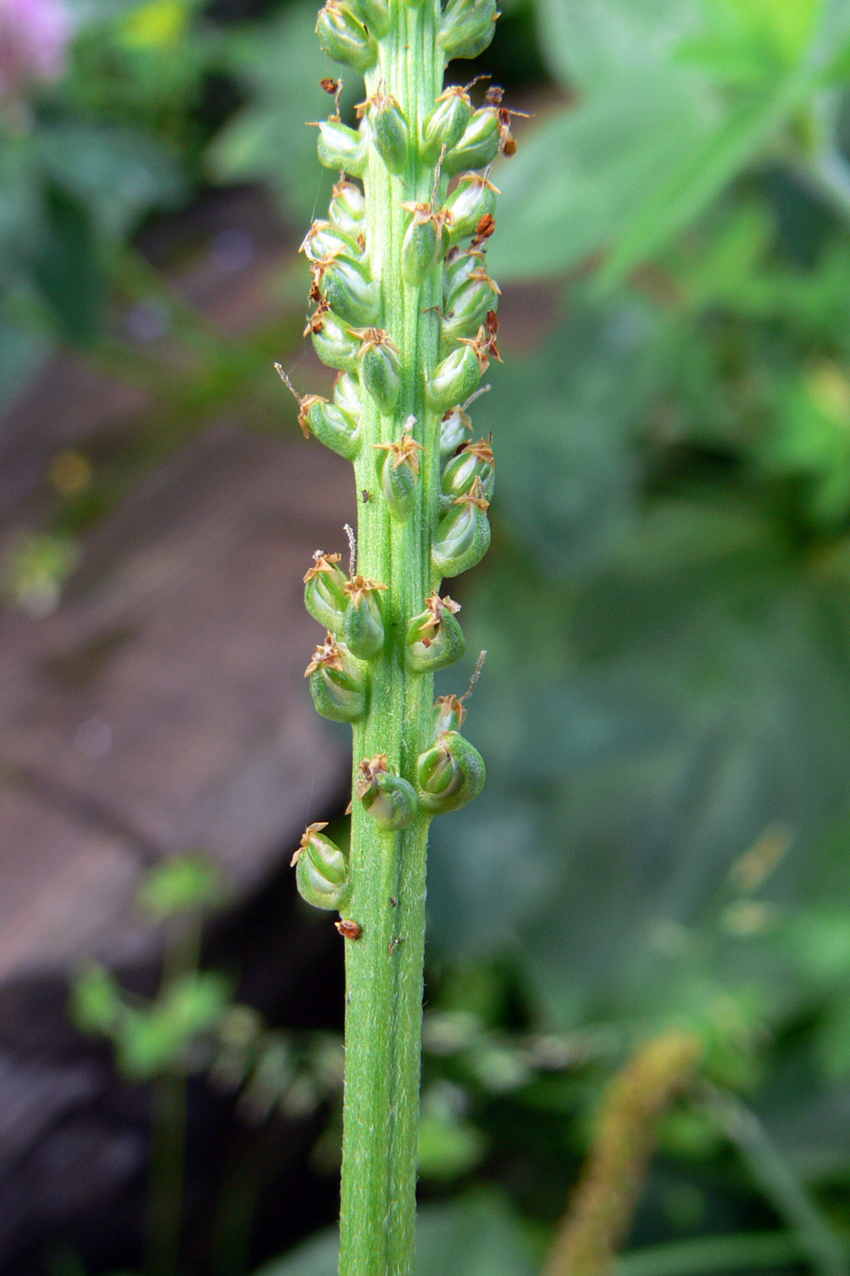 Изображение особи Plantago major.