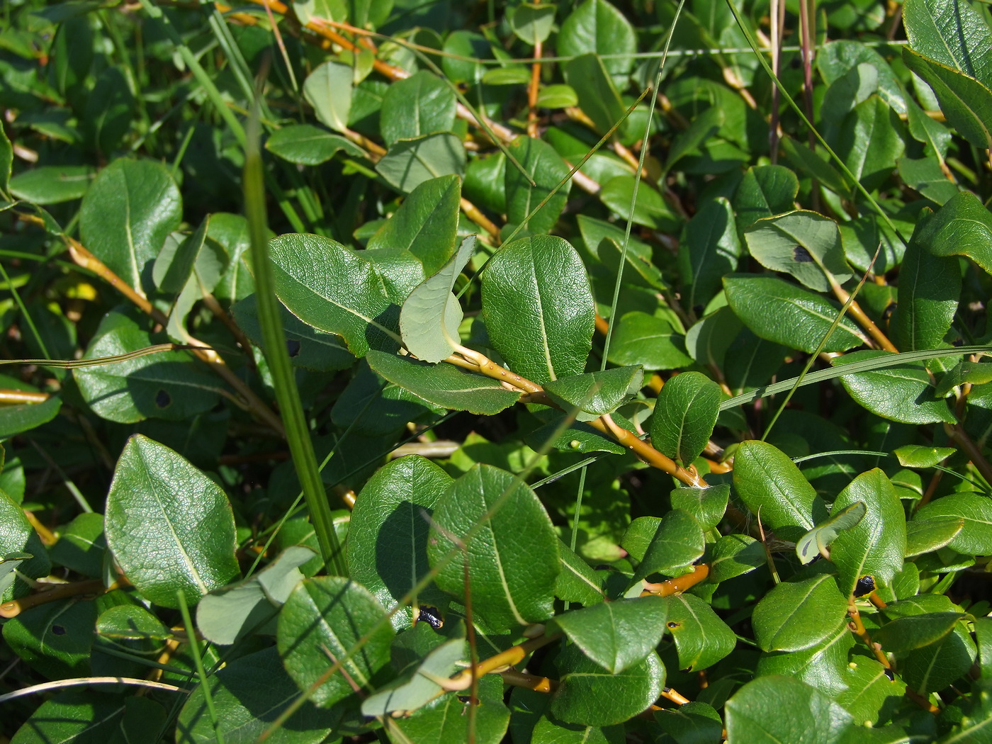 Image of Salix fuscescens specimen.