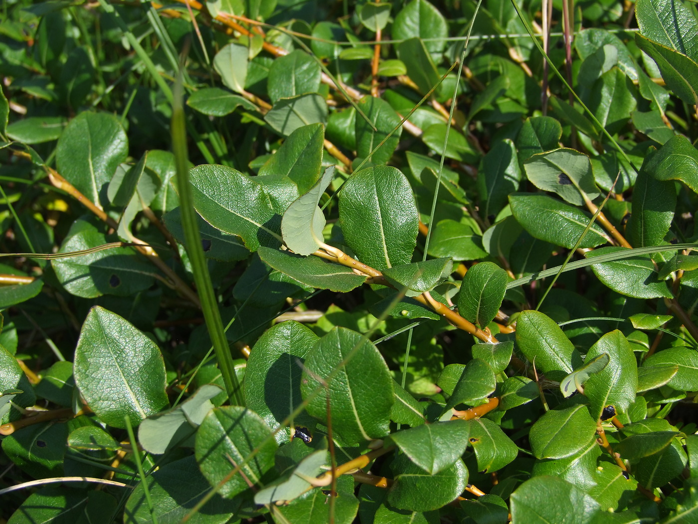 Изображение особи Salix fuscescens.