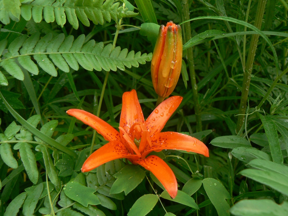 Изображение особи Lilium buschianum.