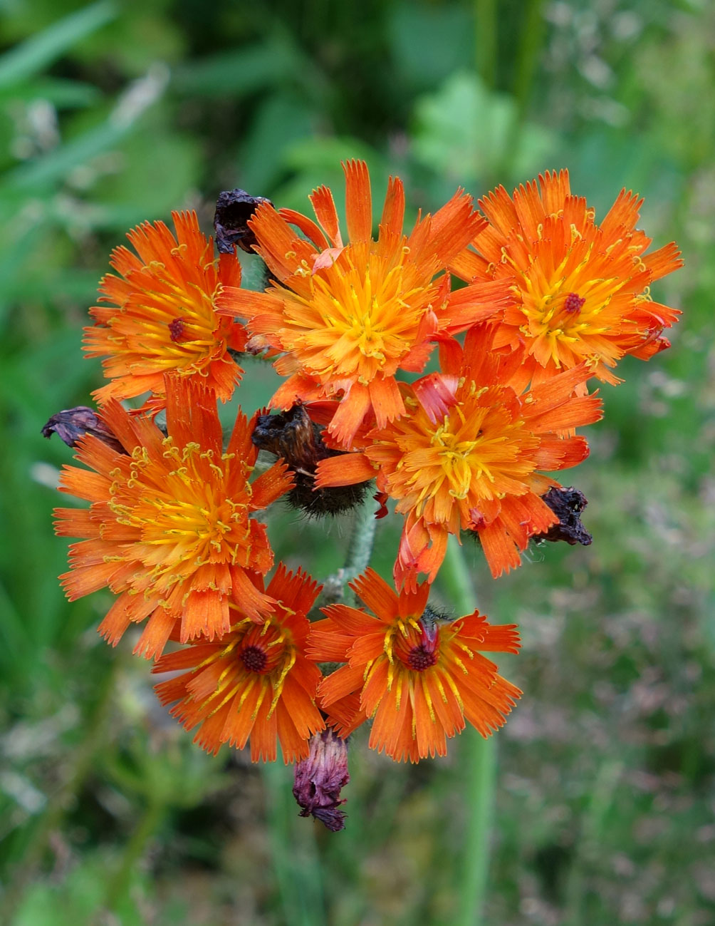 Image of Pilosella aurantiaca specimen.