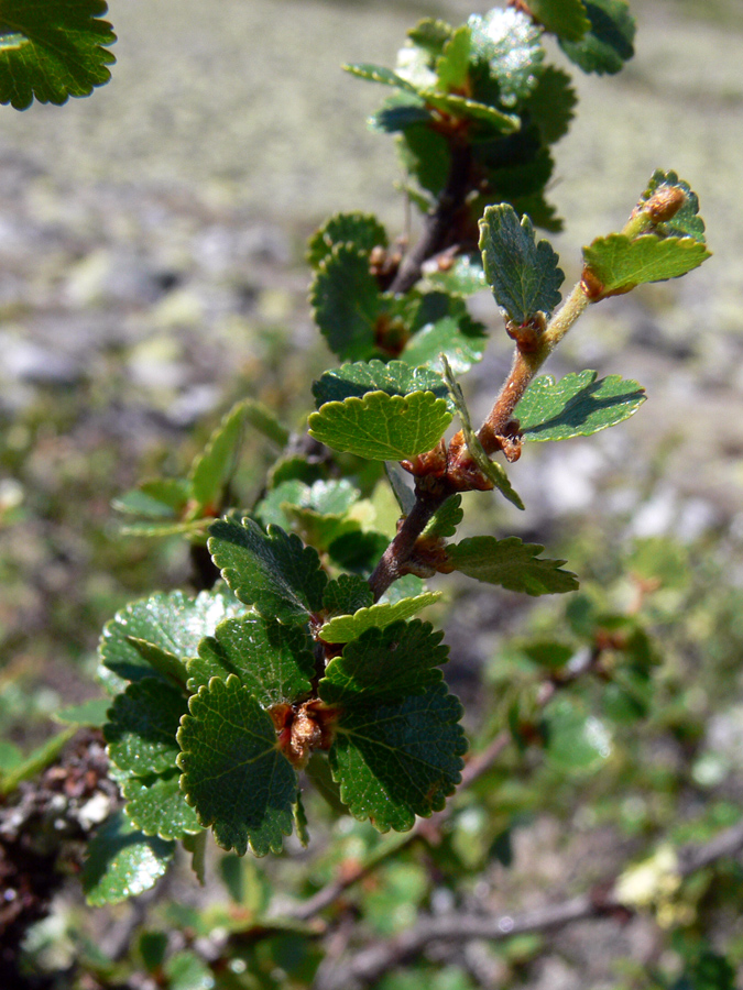 Image of Betula nana specimen.