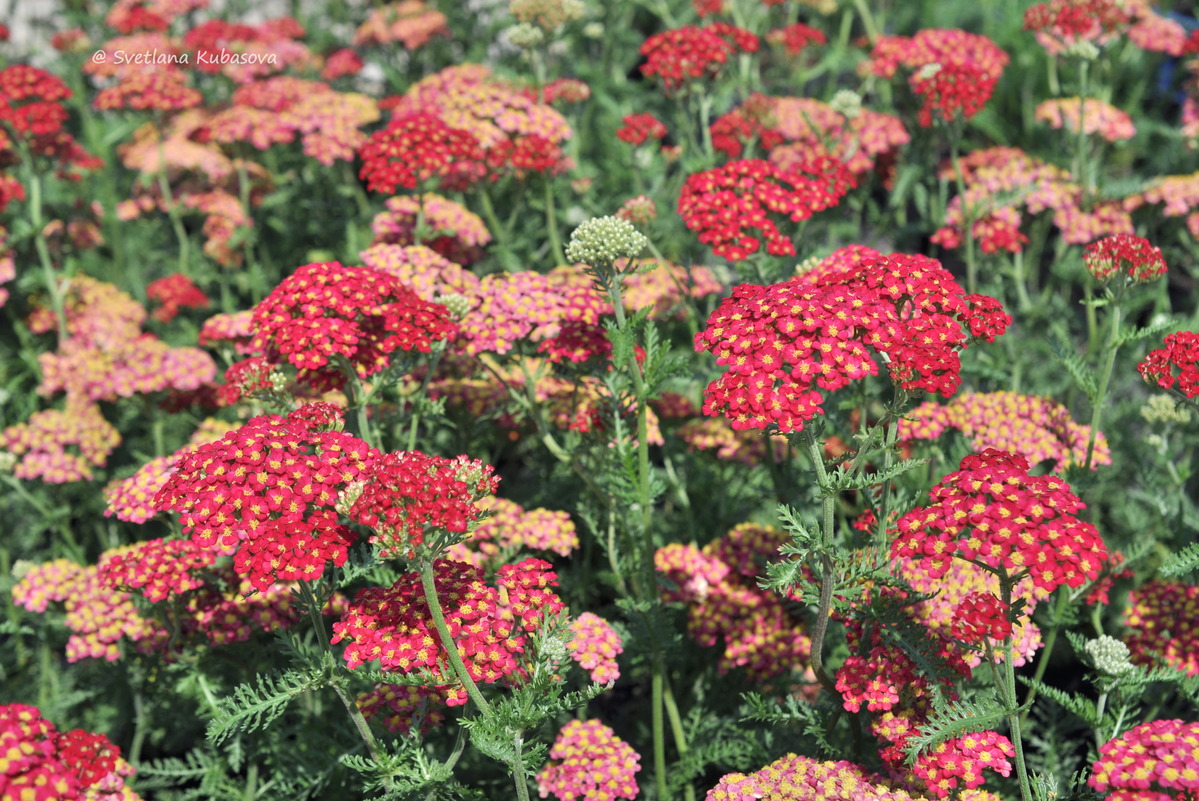 Изображение особи Achillea millefolium.