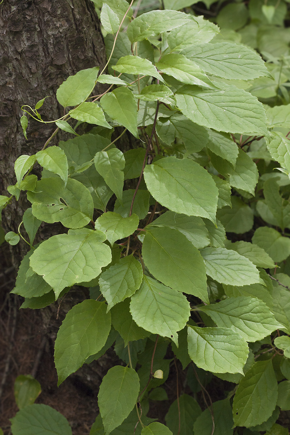 Изображение особи Schisandra chinensis.