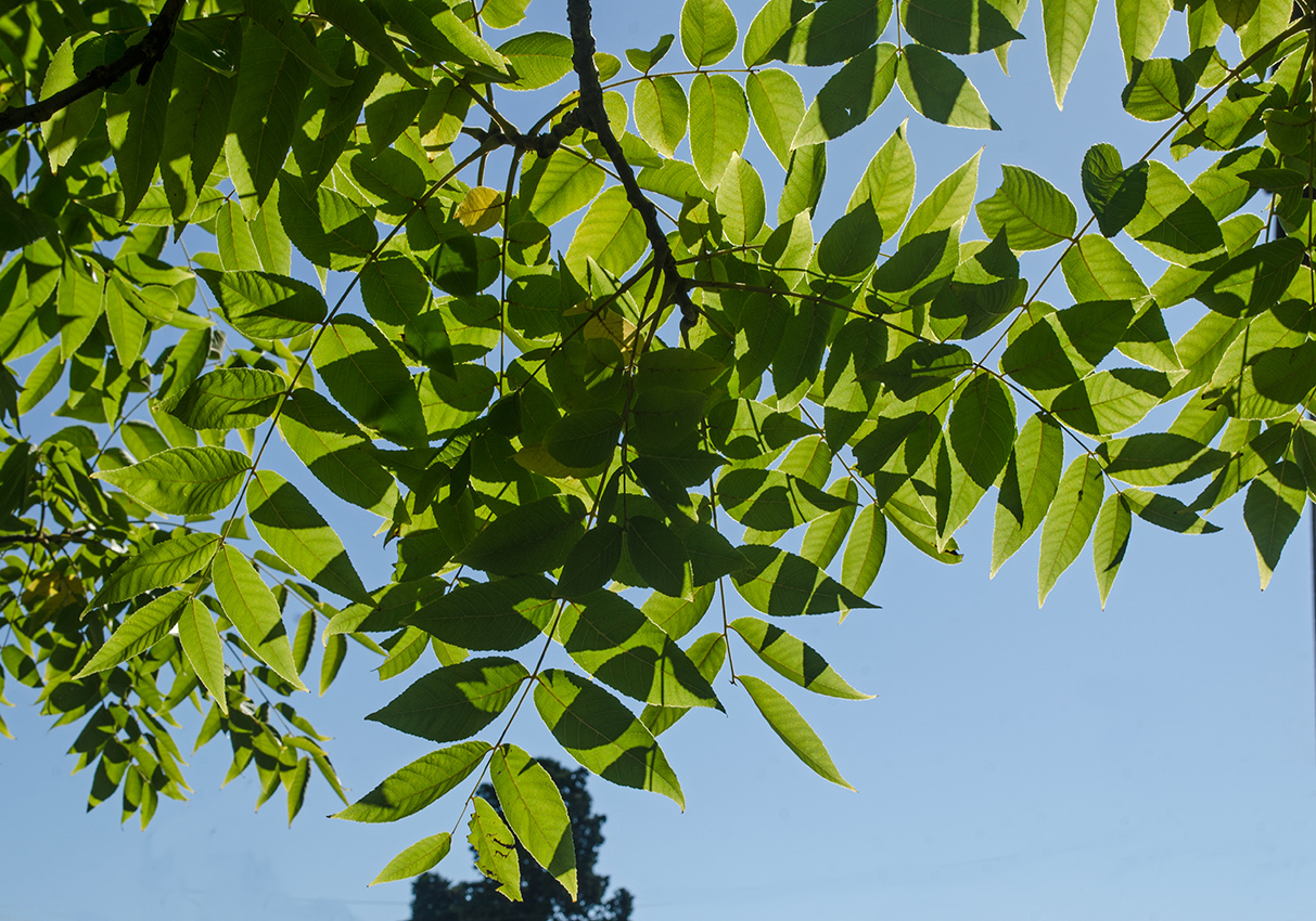 Image of Juglans nigra specimen.