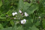 Hesperis voronovii