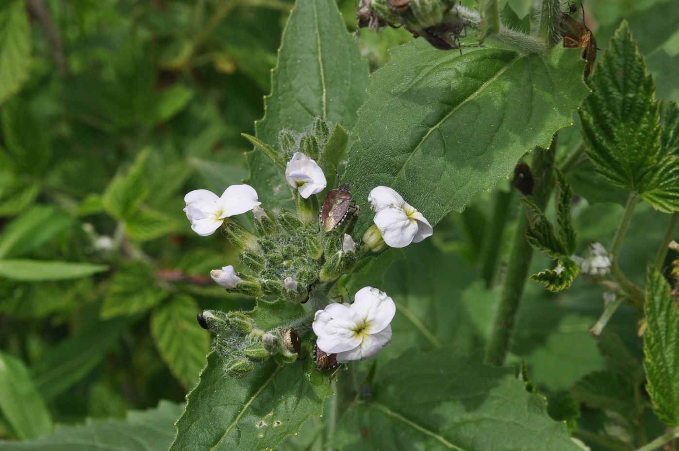 Image of Hesperis voronovii specimen.