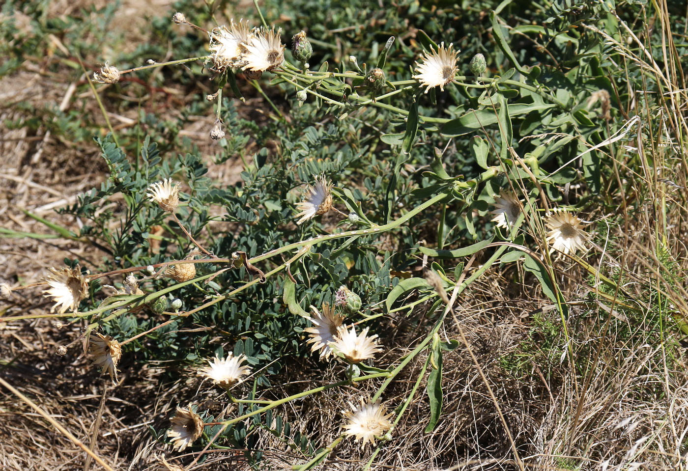 Изображение особи Centaurea adpressa.