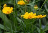 Coreopsis grandiflora