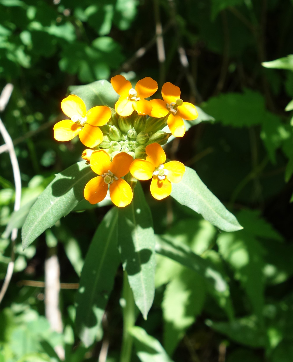 Изображение особи Erysimum croceum.