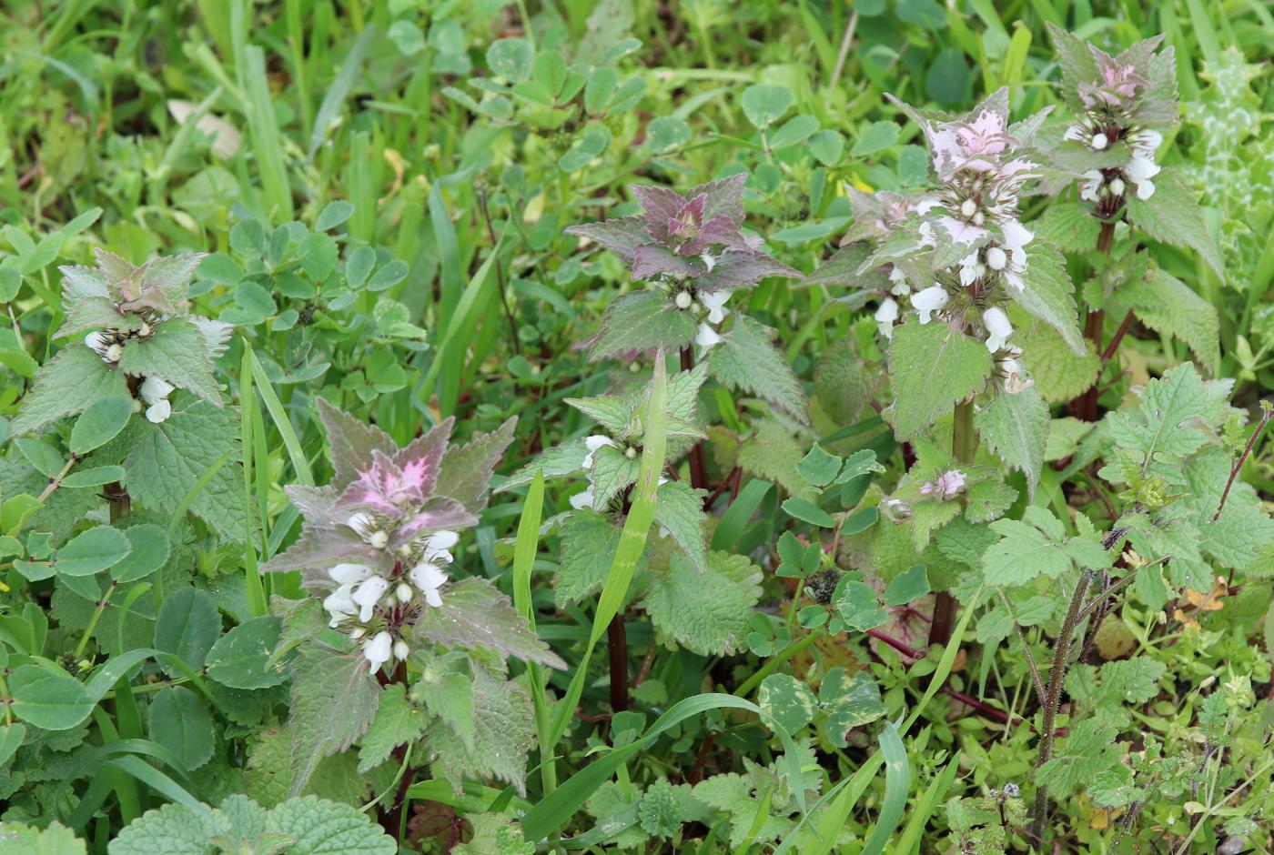 Image of Lamium moschatum specimen.