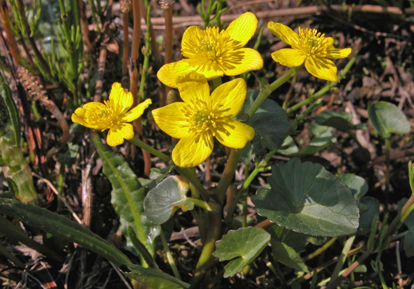 Image of Caltha arctica specimen.