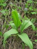 Erythronium sibiricum. Растения с незрелыми плодами на опушке сосново-берёзового леса. Окр. Томска. 07.06.2010.