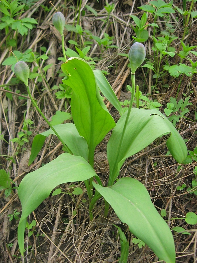 Изображение особи Erythronium sibiricum.