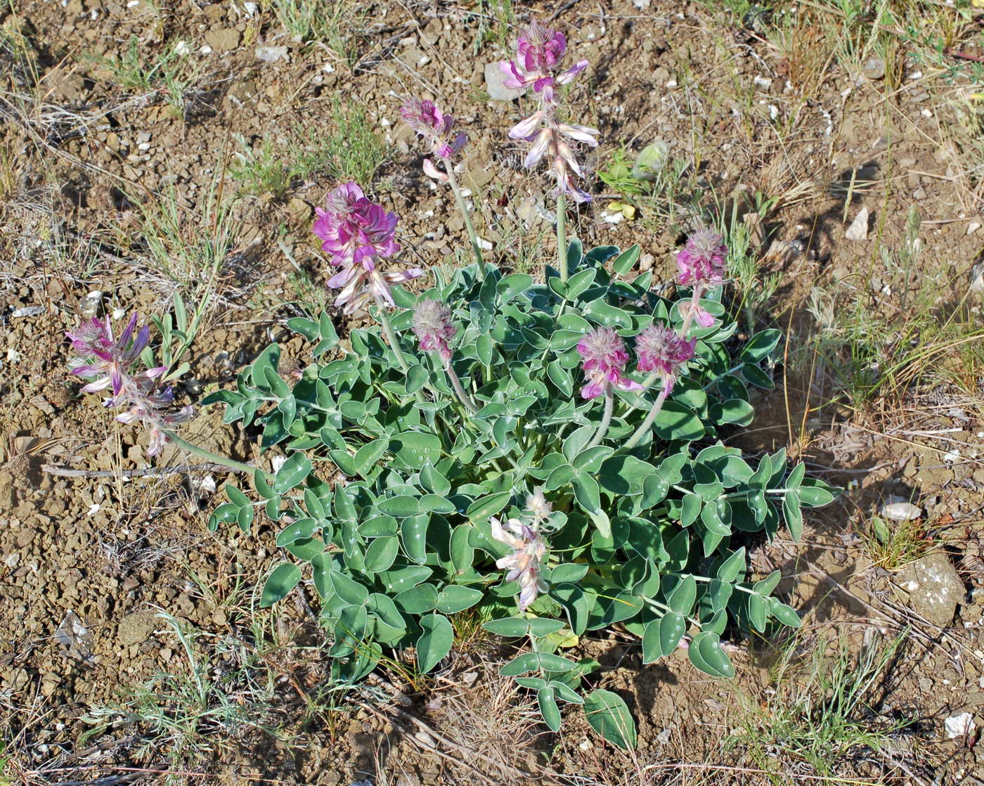 Изображение особи Hedysarum argyrophyllum.