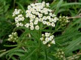 Achillea alpina. Верхушка цветущего растения. Приморский край, Владивостокский ГО, о. Рикорда, юго-западный водораздельный уч., разнотравный луг. 03.08.2019.