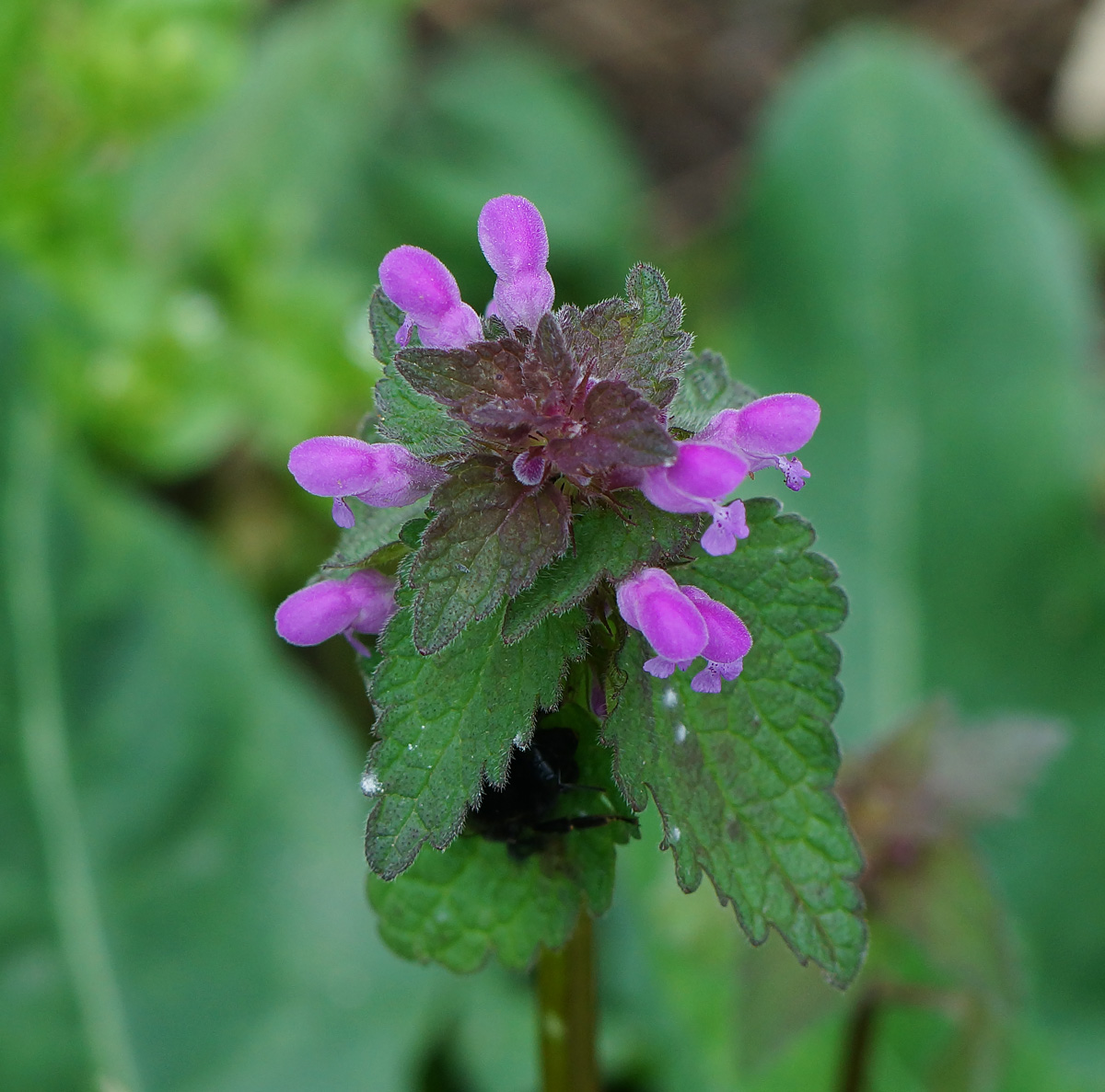 Изображение особи Lamium purpureum.