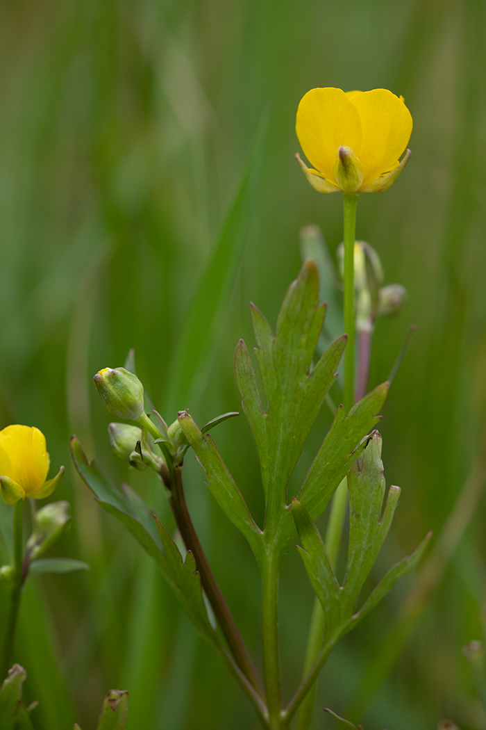 Image of Ranunculus repens specimen.