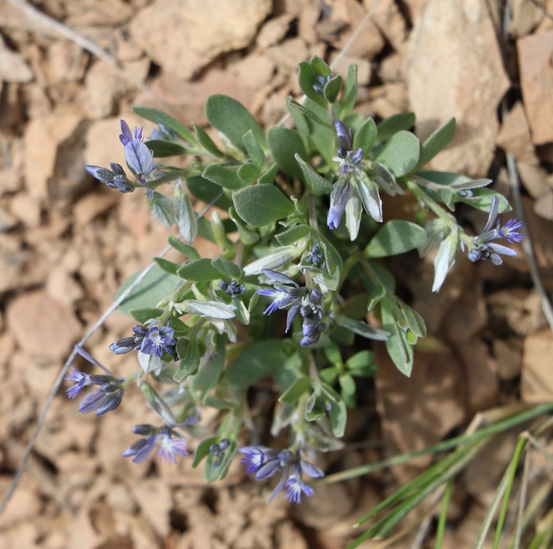 Image of Polygala pruinosa specimen.