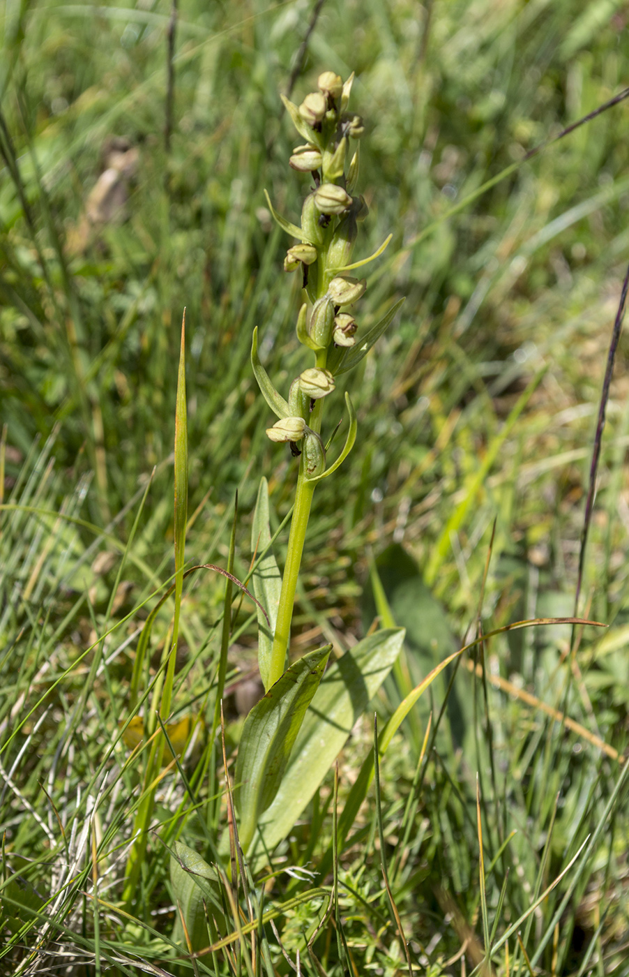 Image of Dactylorhiza viridis specimen.