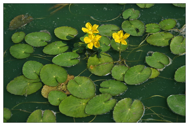 Изображение особи Nymphoides peltata.