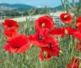 Papaver rhoeas