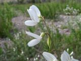 Astragalus pseudomacropterus