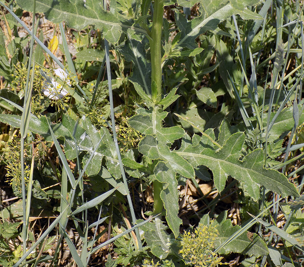 Image of Cirsium arvense specimen.