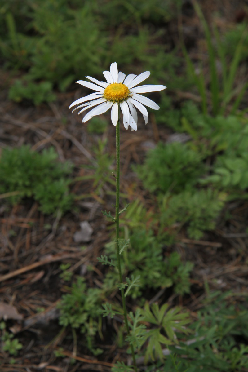 Image of Chrysanthemum zawadskii specimen.