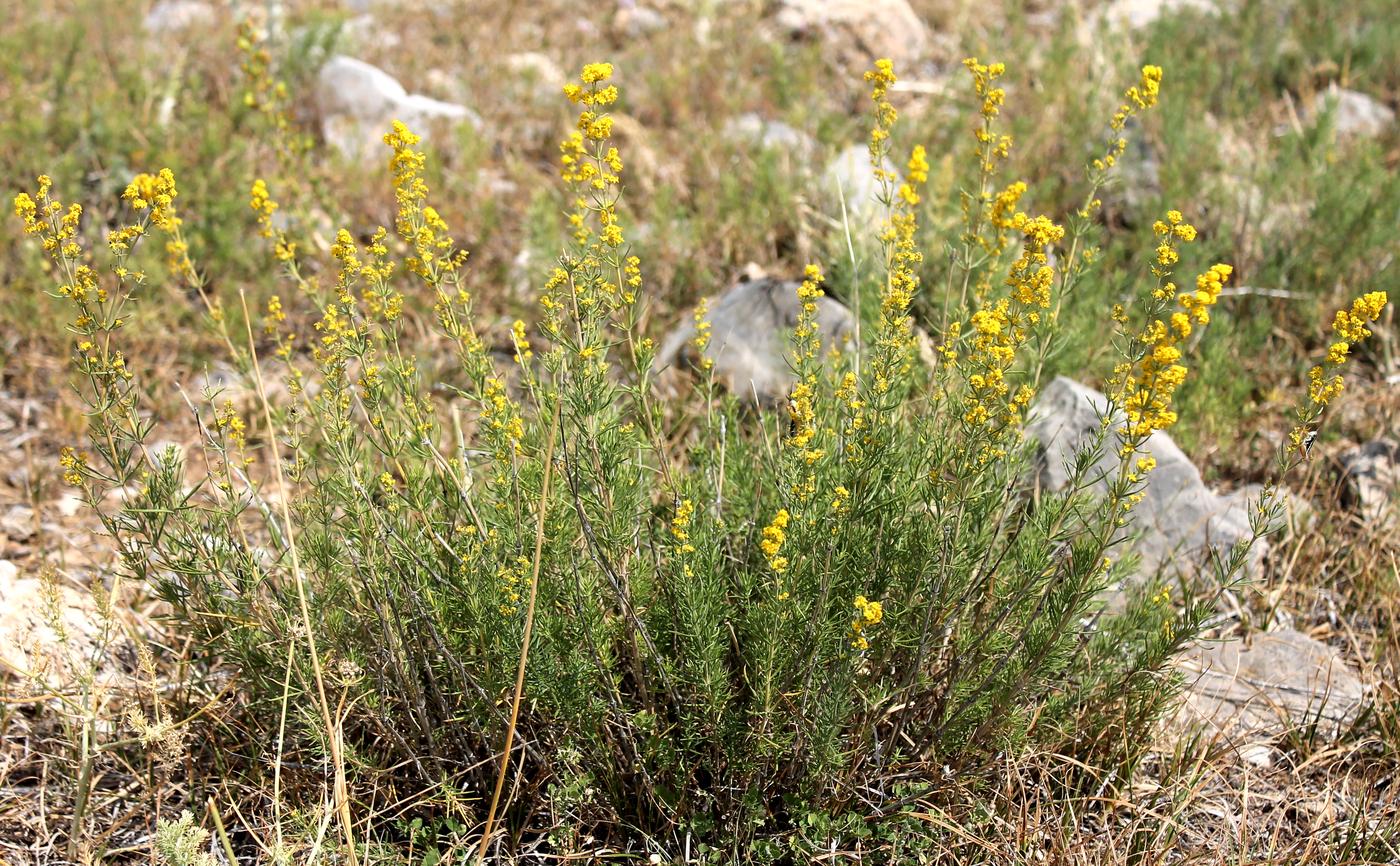 Image of Galium verum specimen.