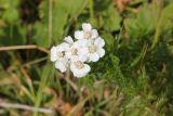 Achillea ledebourii. Верхушка цветущего растения. Республика Алтай, Онгудайский р-н, Семинский перевал, ≈ 1700 м н. у. м., луг перед опушкой кедрового леса. 27.07.2020.