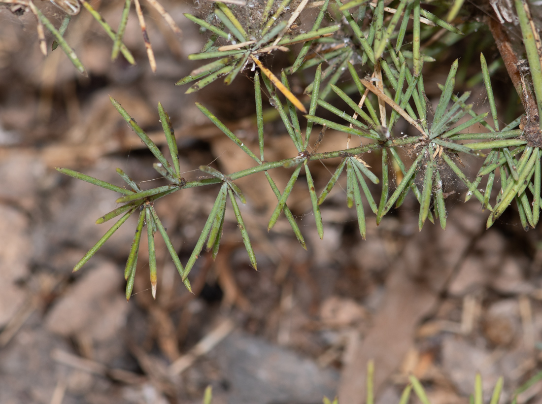 Изображение особи Asparagus nesiotes ssp. purpureiensis.