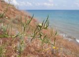 Asparagus verticillatus