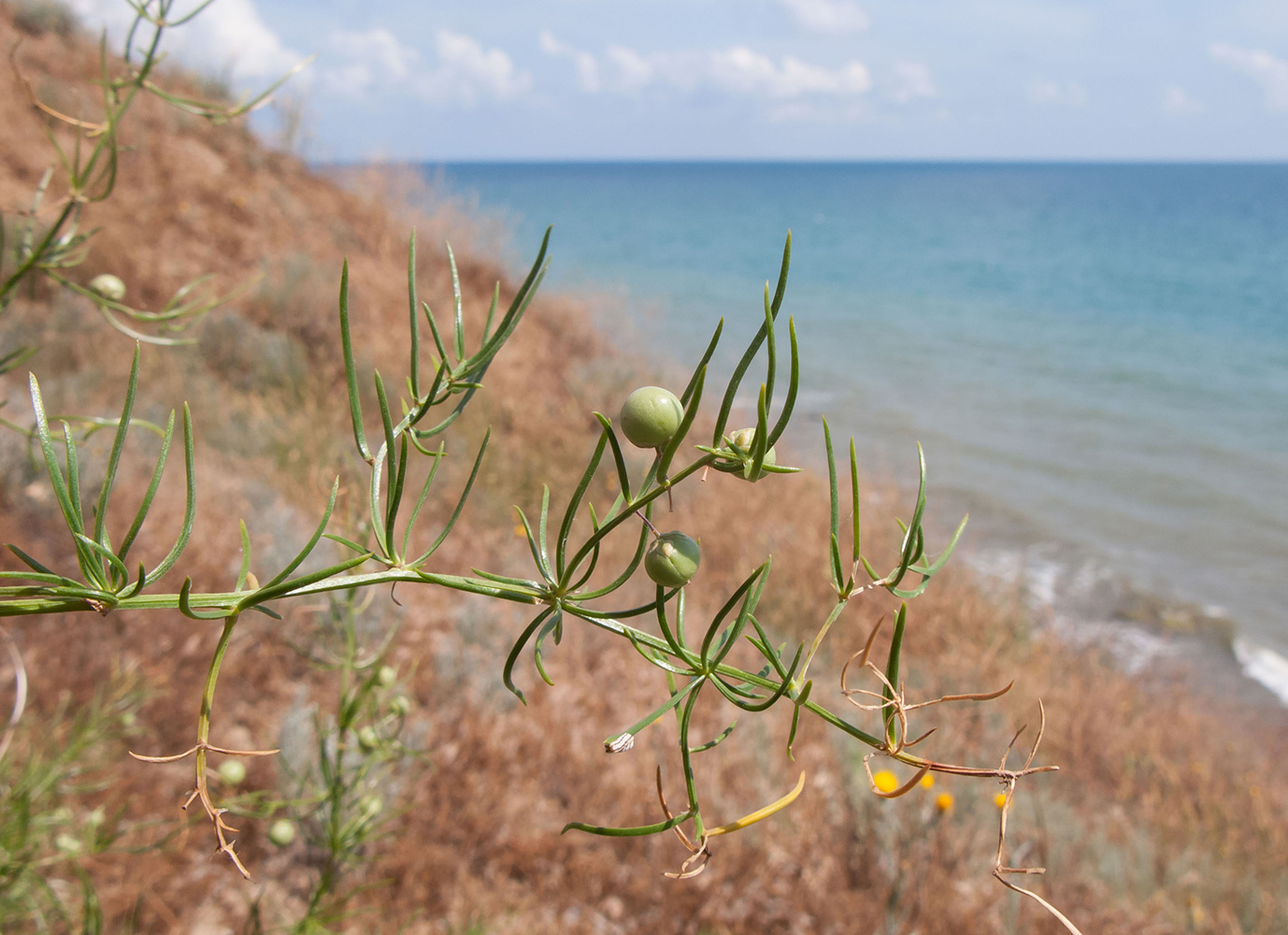 Image of Asparagus verticillatus specimen.