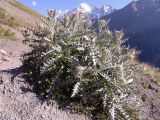 Cirsium cephalotes